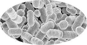 優れた腸内環境の改善