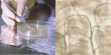 乳酸菌PFは、健康な毎日をお手伝い